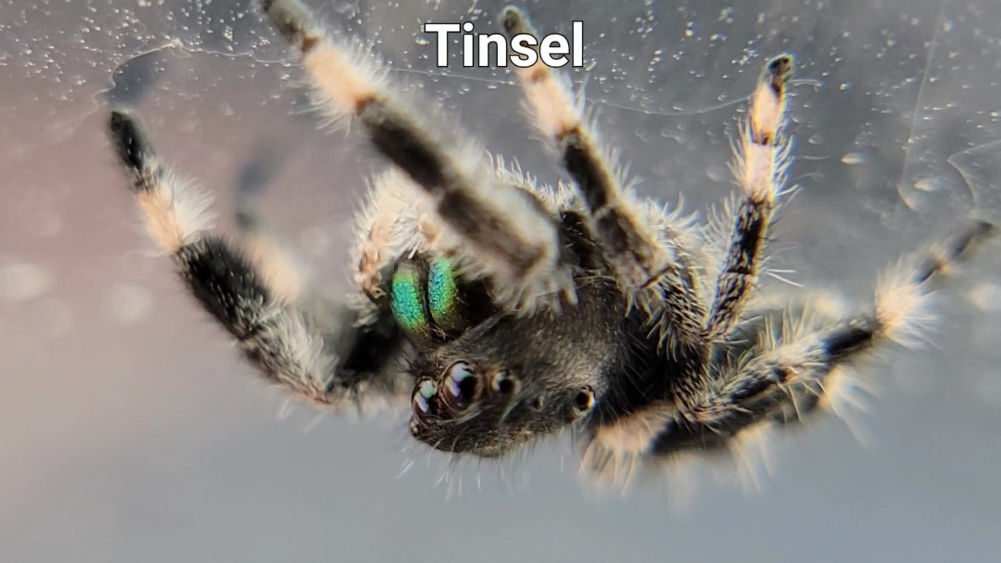 Tinsel - Male Regal (Shipping Invoiced Separately)