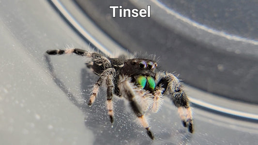 Tinsel - Male Regal (Shipping Invoiced Separately)