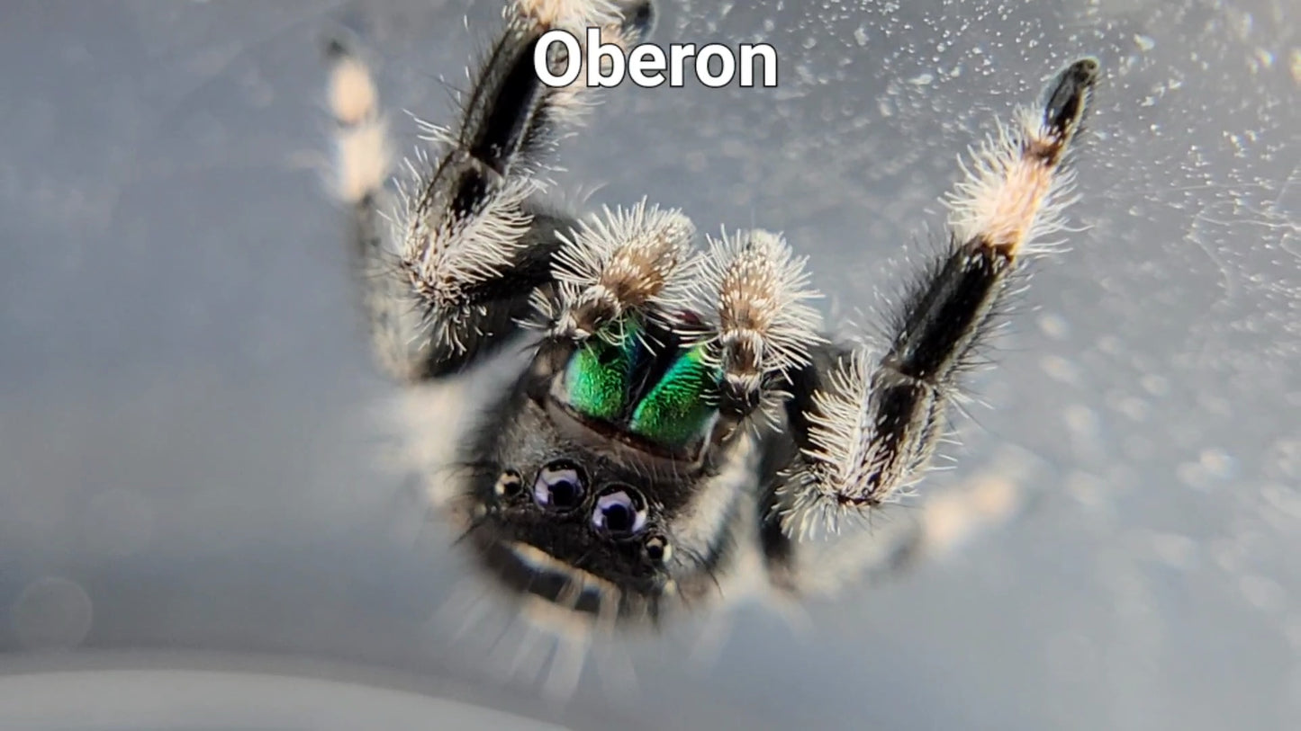 Oberon - Male Regal (Shipping Invoiced Separately)