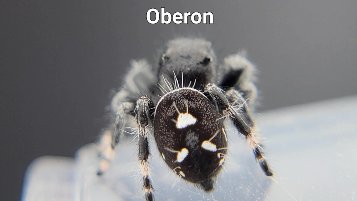 Oberon - Male Regal (Shipping Invoiced Separately)