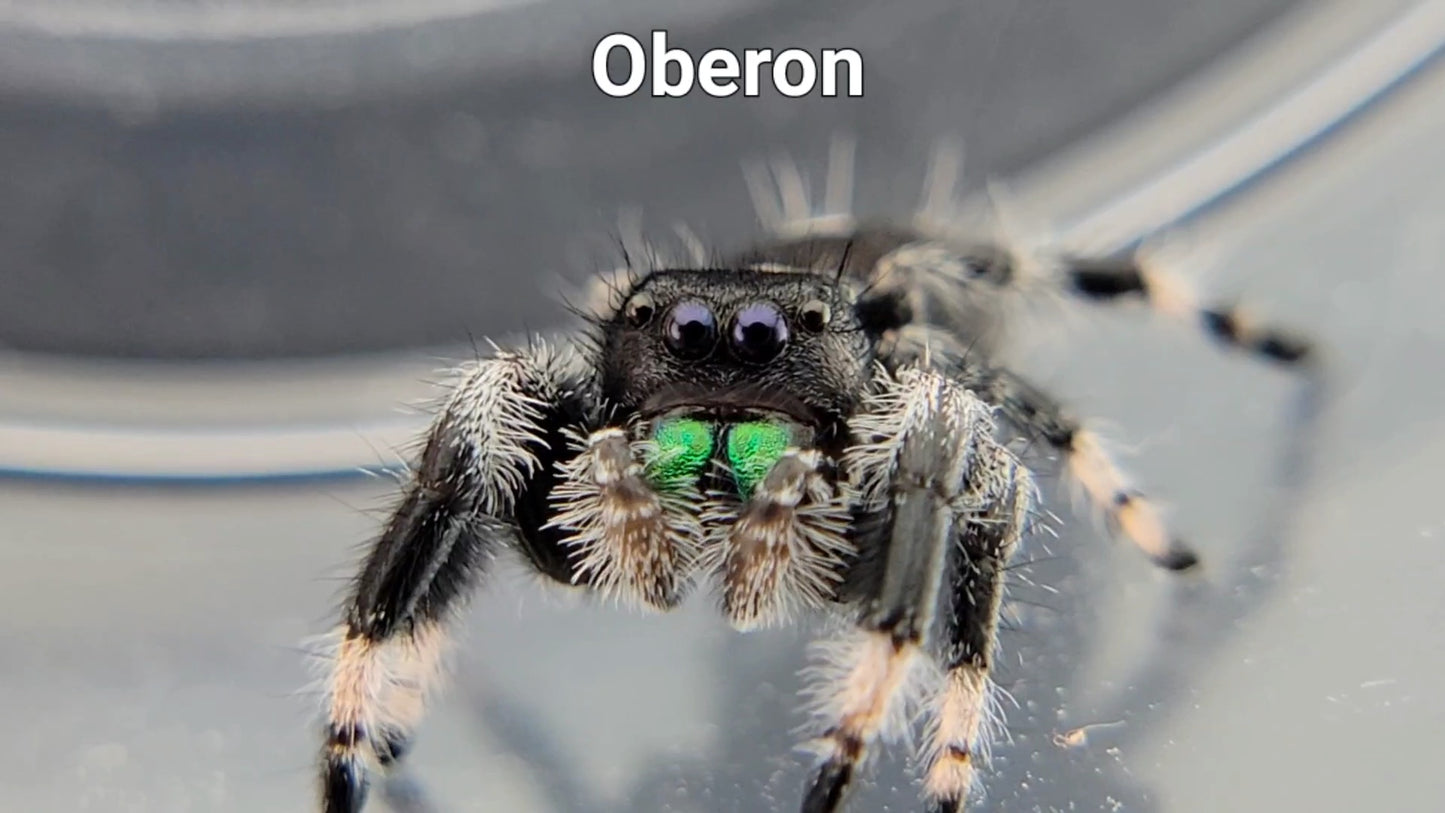 Oberon - Male Regal (Shipping Invoiced Separately)