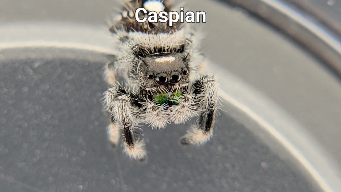 Caspian - Male Regal (Shipping Invoiced Separately)