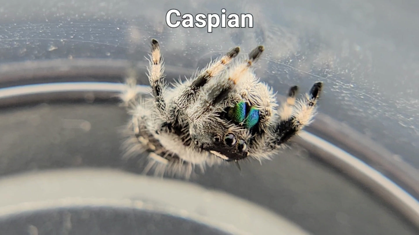 Caspian - Male Regal (Shipping Invoiced Separately)