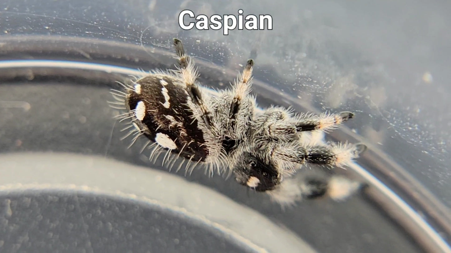 Caspian - Male Regal (Shipping Invoiced Separately)