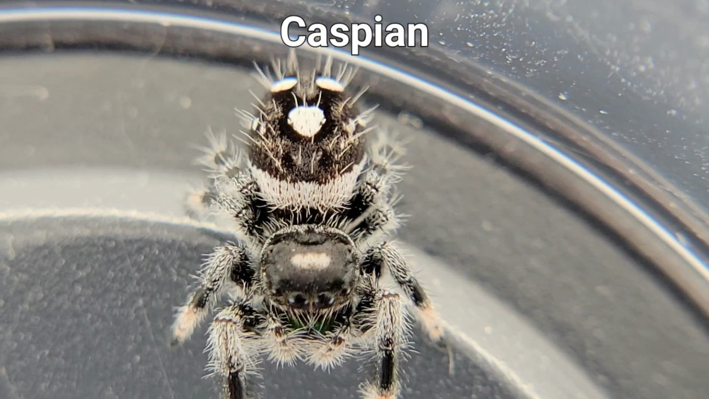 Caspian - Male Regal (Shipping Invoiced Separately)