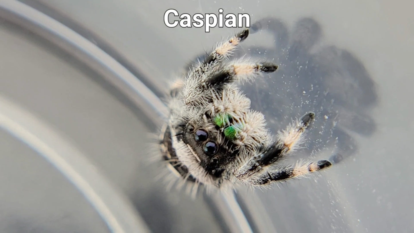 Caspian - Male Regal (Shipping Invoiced Separately)