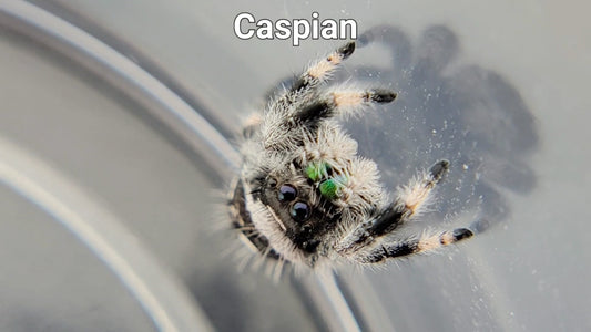 Caspian - Male Regal (Shipping Invoiced Separately)