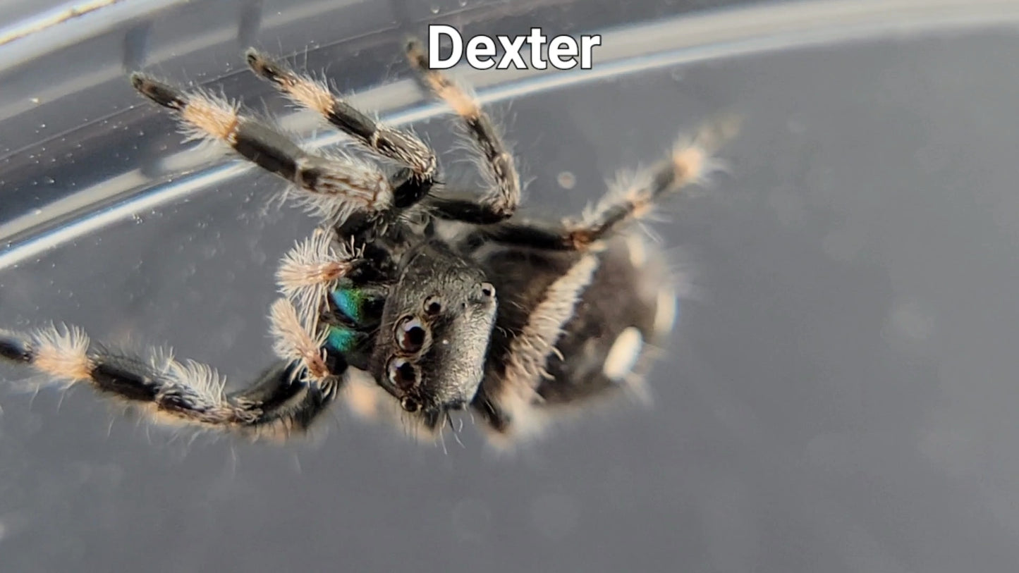 Dexter - Male Regal (Shipping Invoiced Separately)