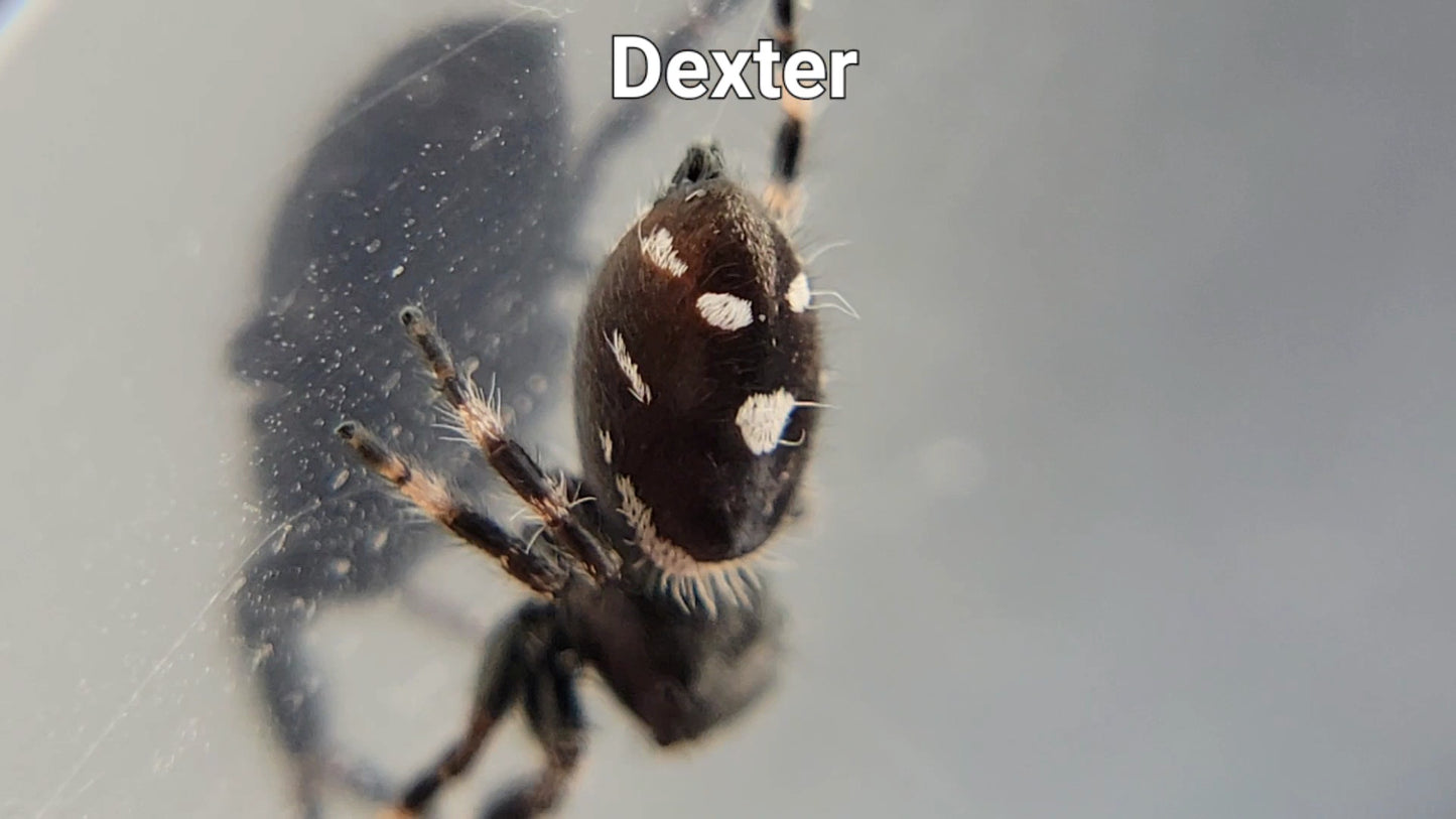 Dexter - Male Regal (Shipping Invoiced Separately)