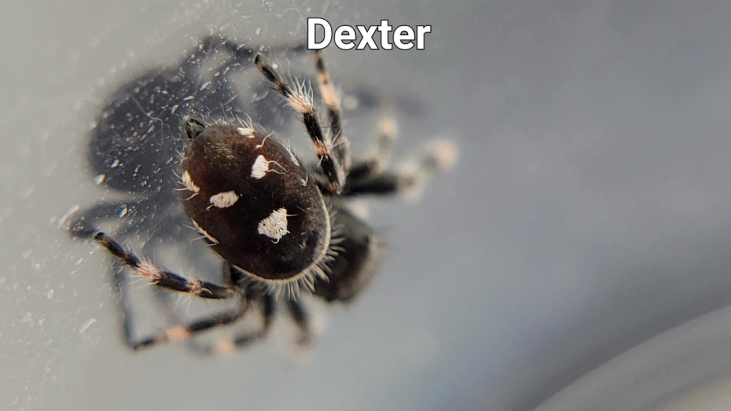 Dexter - Male Regal (Shipping Invoiced Separately)