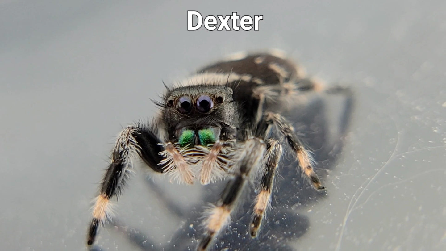 Dexter - Male Regal (Shipping Invoiced Separately)