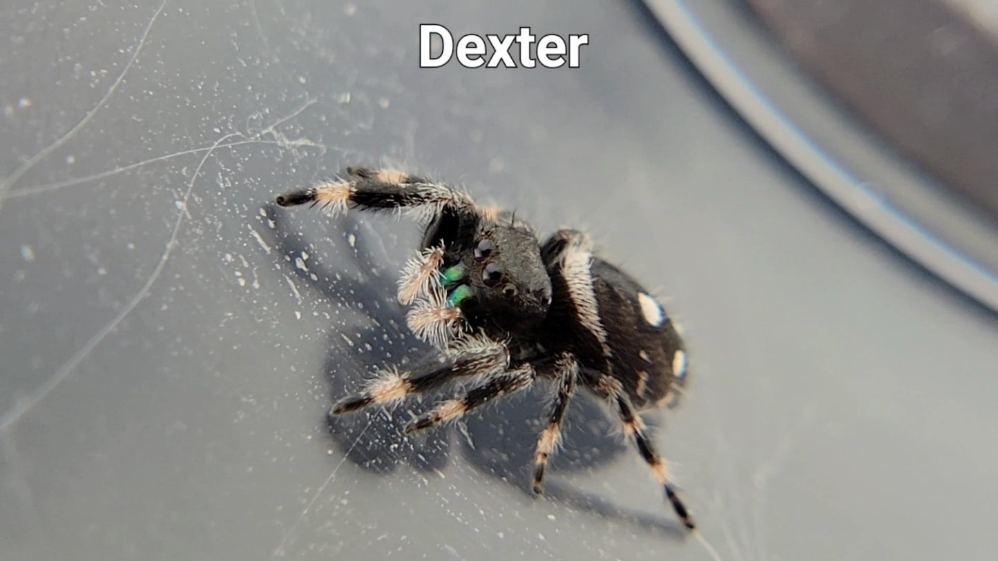 Dexter - Male Regal (Shipping Invoiced Separately)