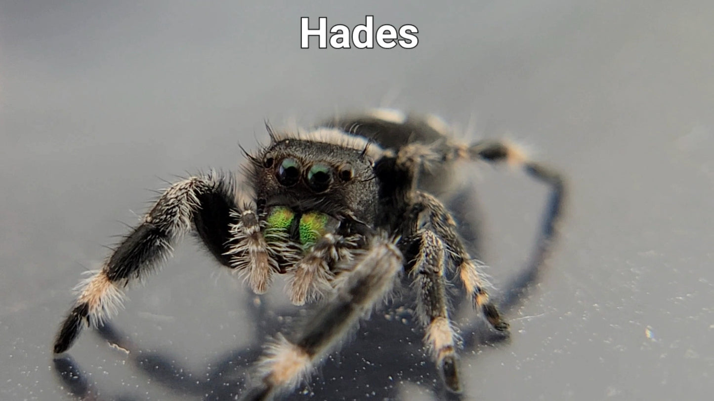 Hades - Male Regal (Shipping Invoiced Separately)