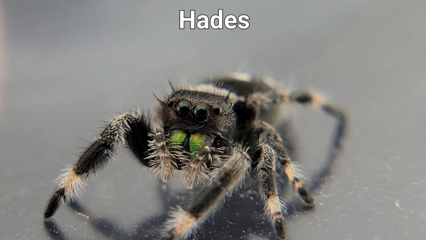 Hades - Male Regal (Shipping Invoiced Separately)