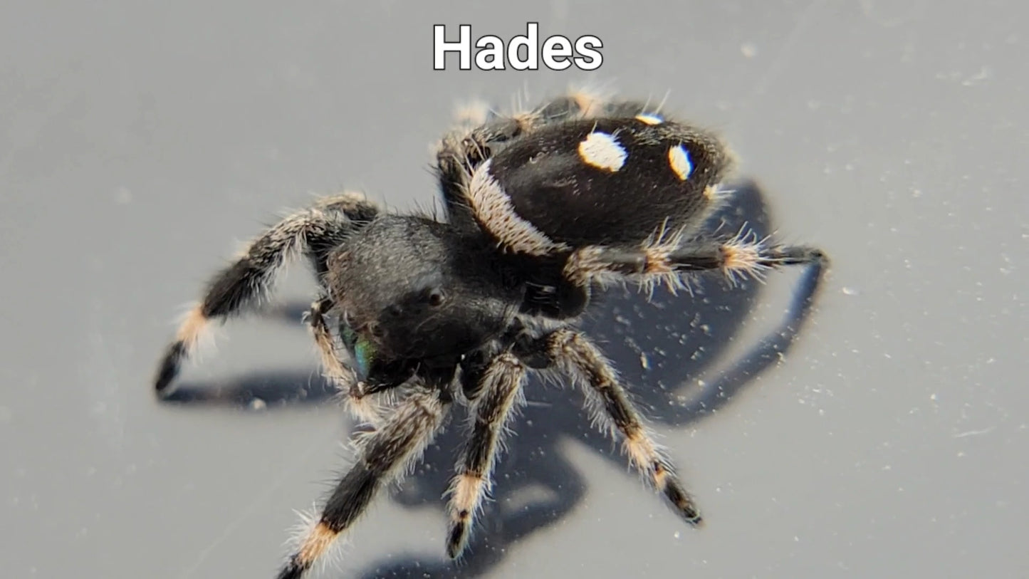 Hades - Male Regal (Shipping Invoiced Separately)