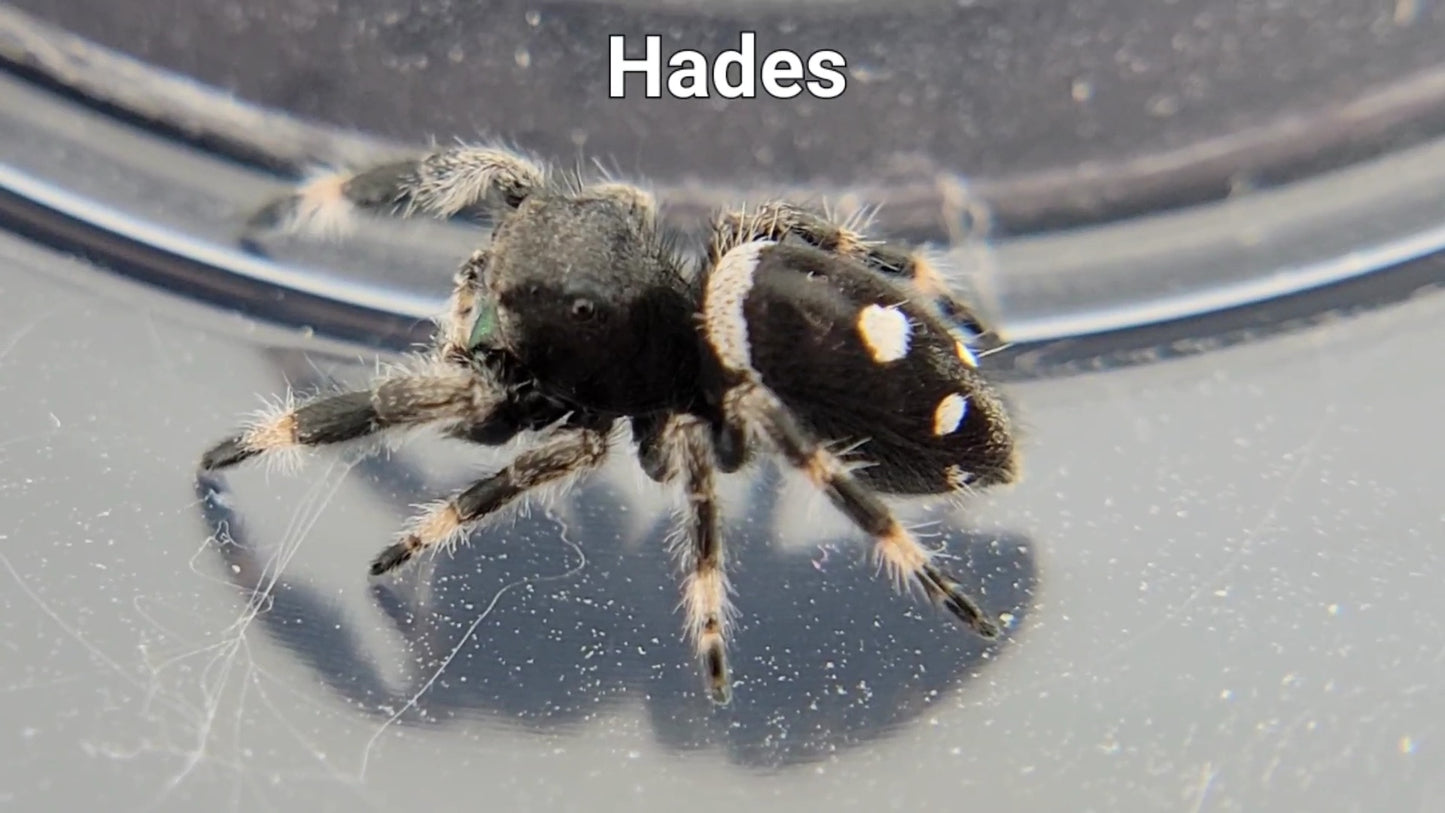 Hades - Male Regal (Shipping Invoiced Separately)