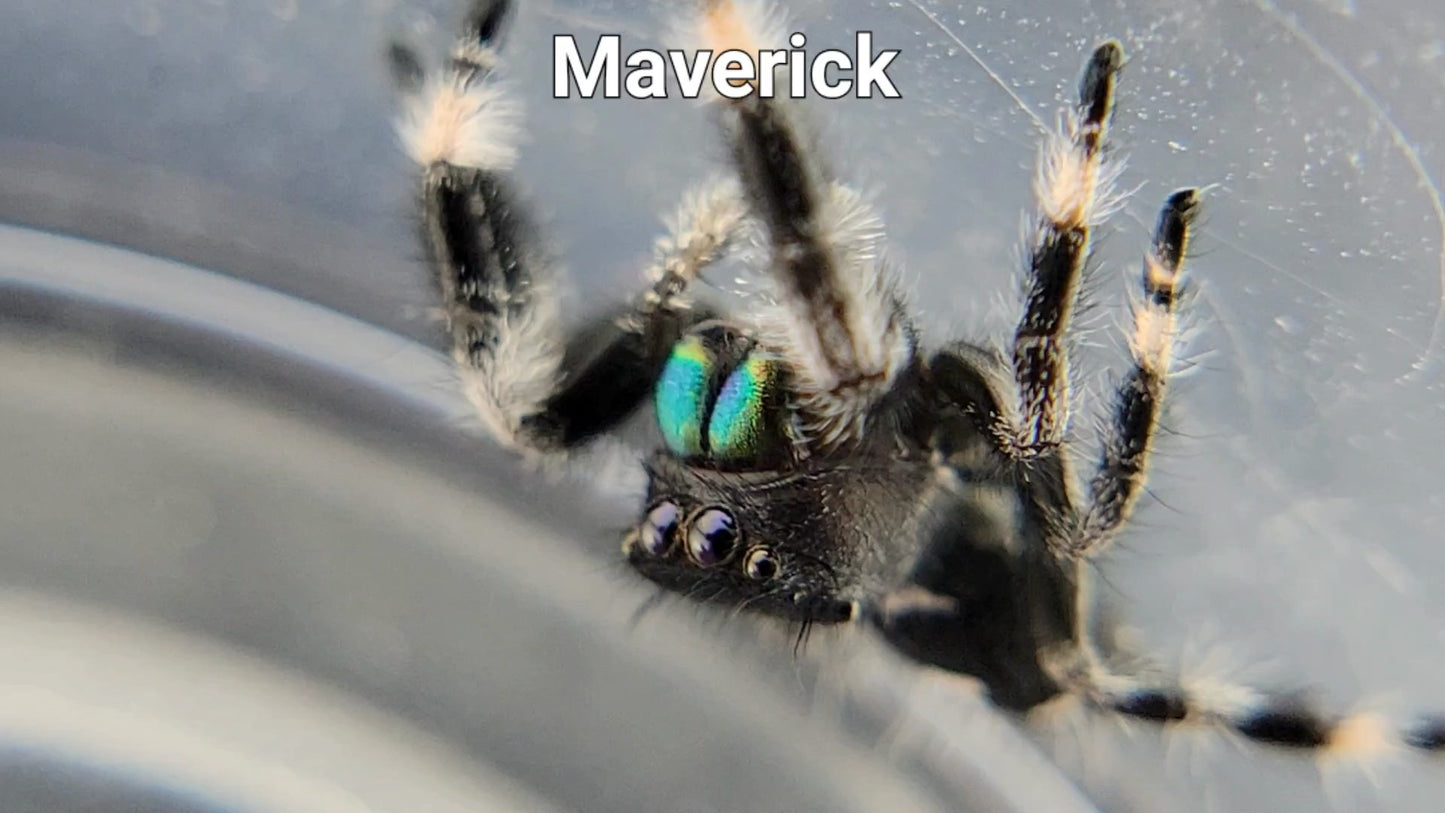 Maverick - Male Regal (Shipping Invoiced Separately)