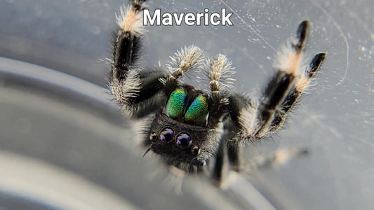 Maverick - Male Regal (Shipping Invoiced Separately)