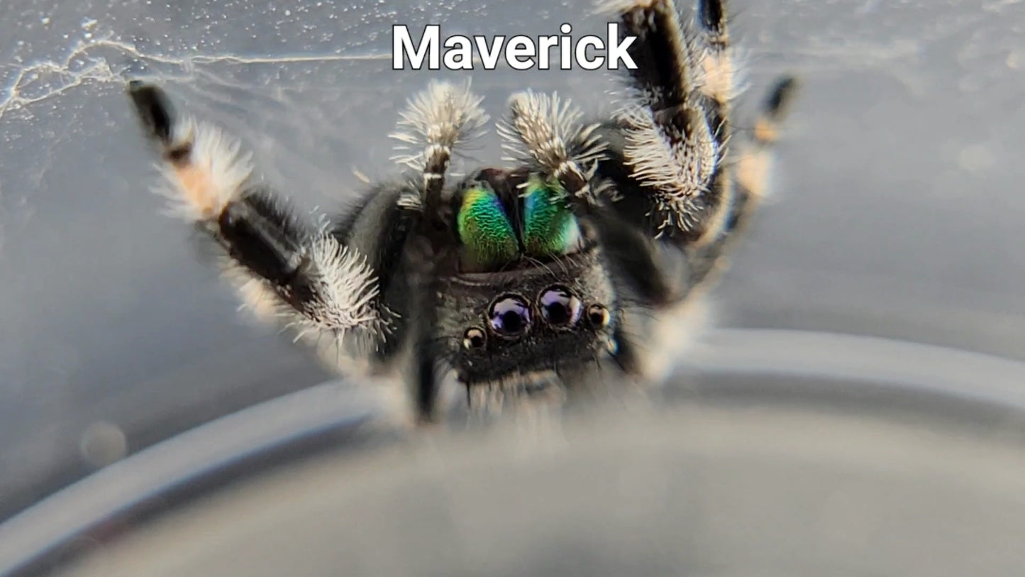 Maverick - Male Regal (Shipping Invoiced Separately)