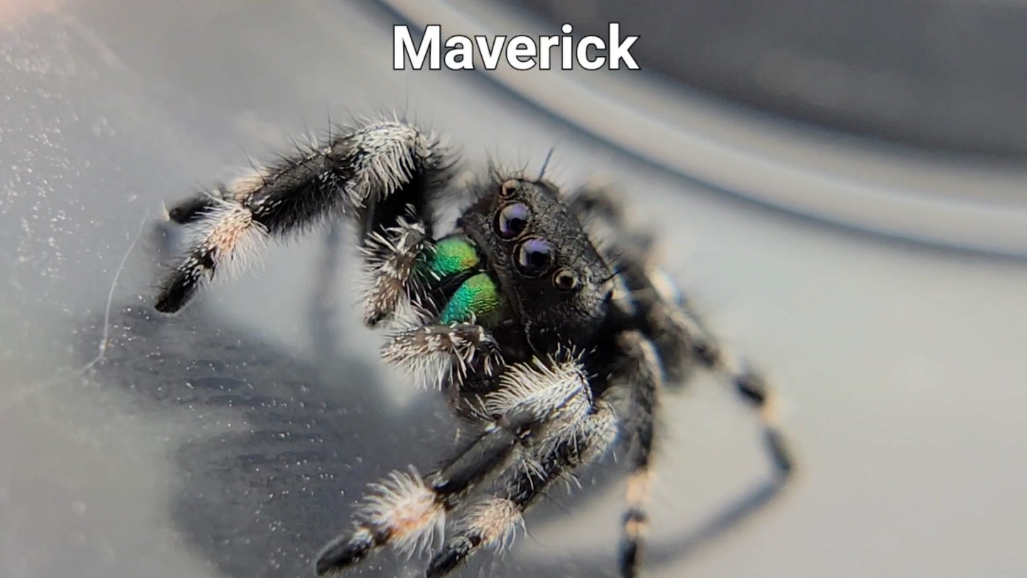 Maverick - Male Regal (Shipping Invoiced Separately)