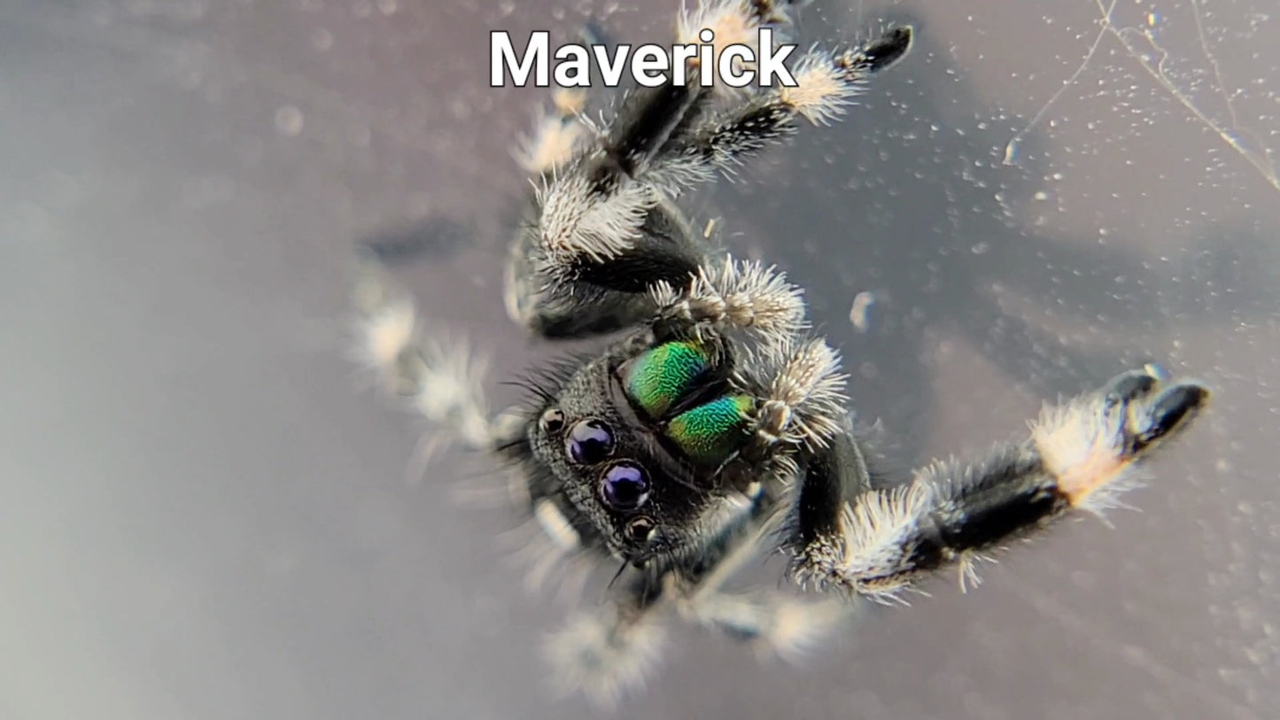 Maverick - Male Regal (Shipping Invoiced Separately)