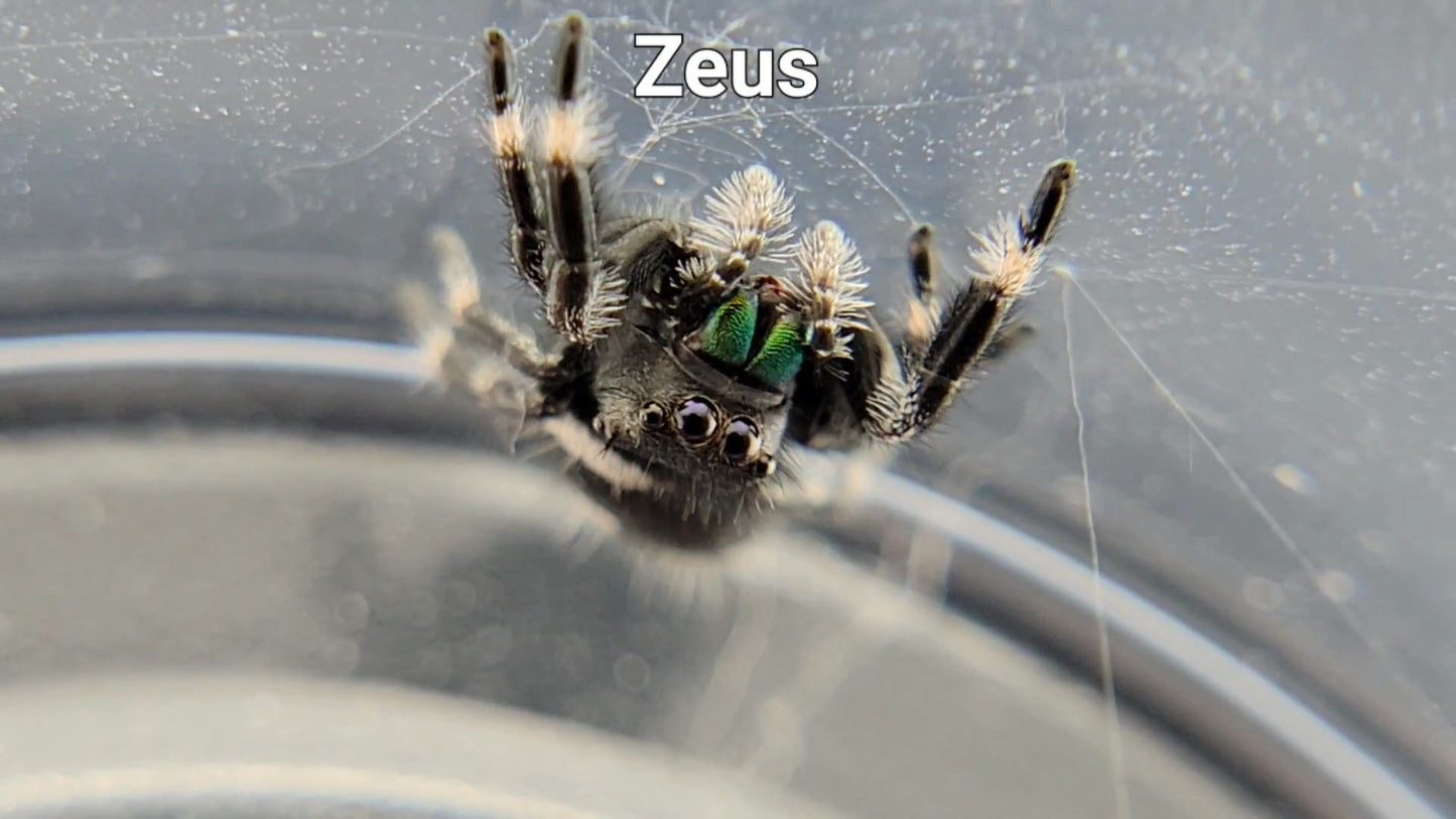 Zeus - Male Regal (Shipping Invoiced Separately)