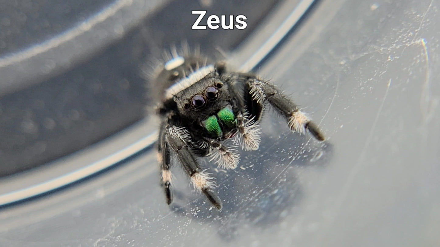 Zeus - Male Regal (Shipping Invoiced Separately)