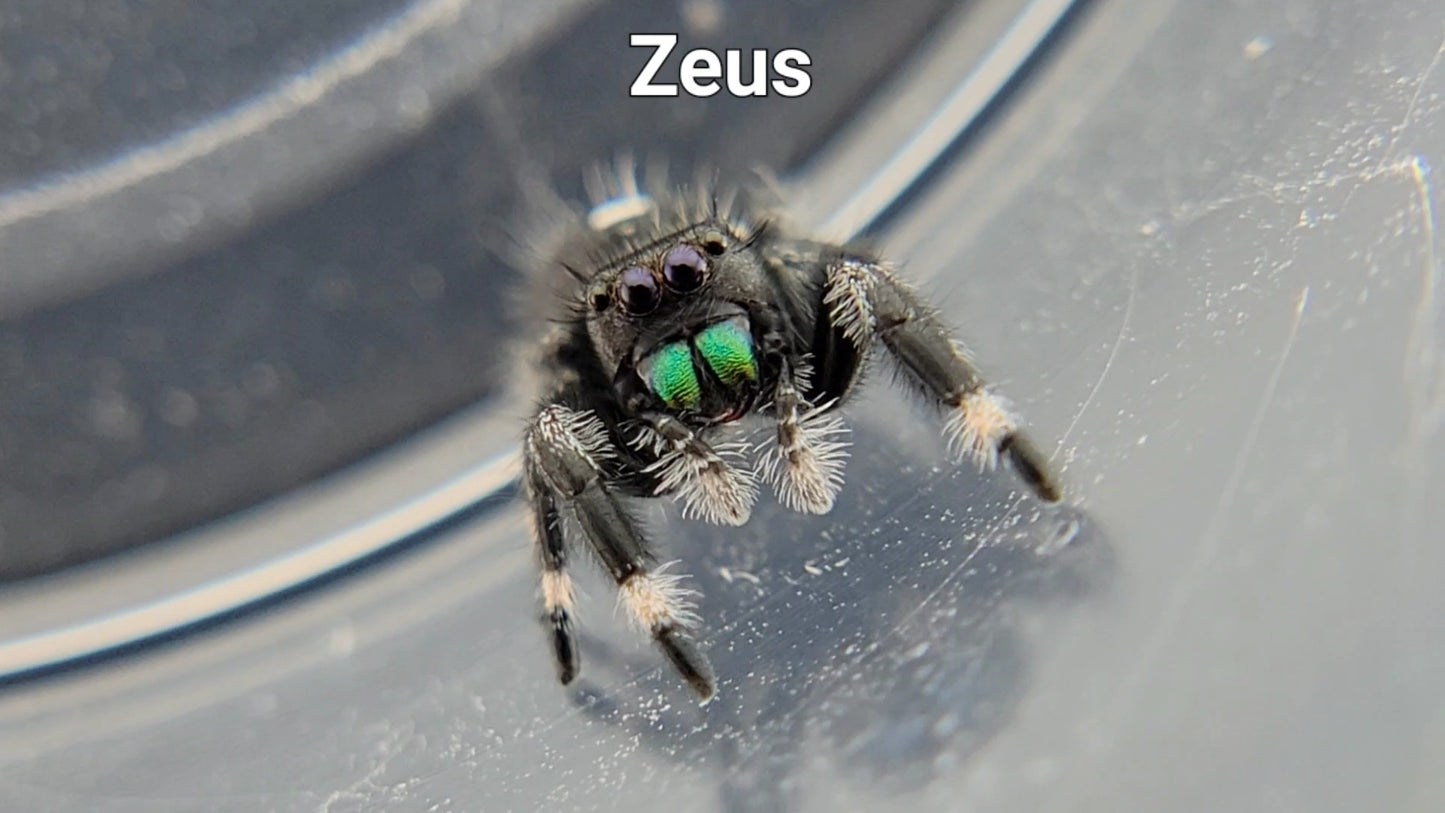 Zeus - Male Regal (Shipping Invoiced Separately)