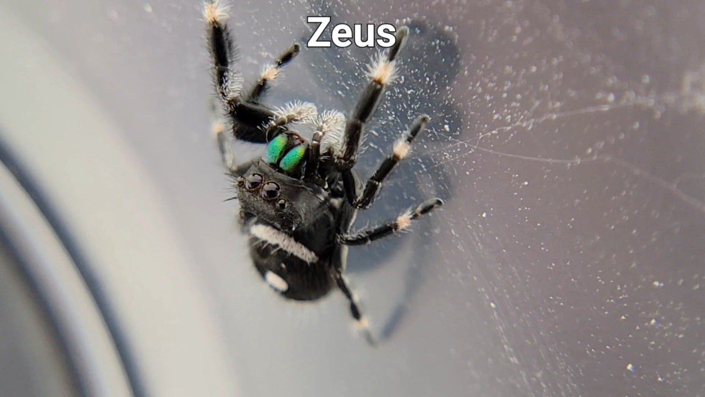 Zeus - Male Regal (Shipping Invoiced Separately)