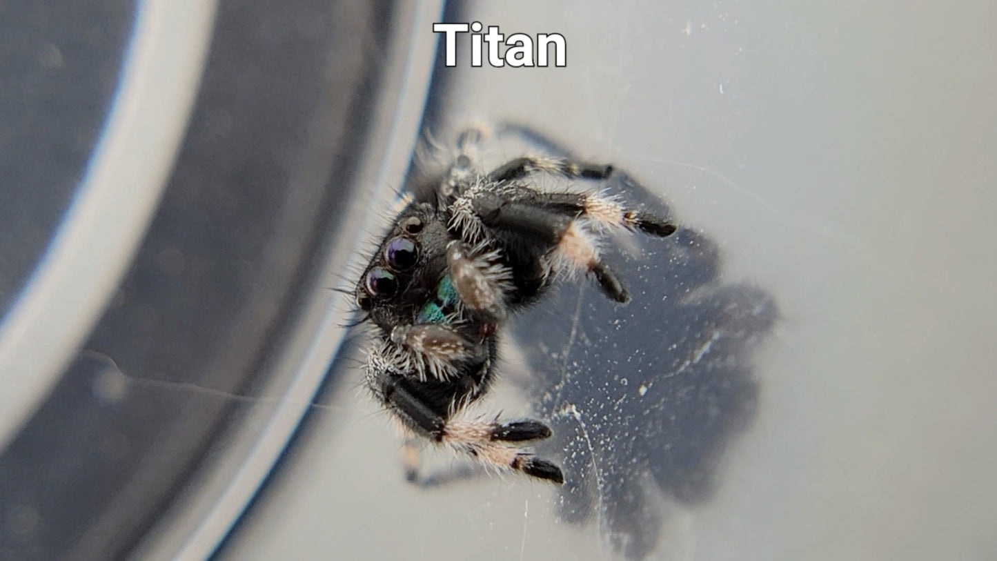 Titan - Male Regal (Shipping Invoiced Separately)