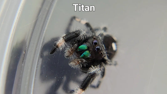 Titan - Male Regal (Shipping Invoiced Separately)