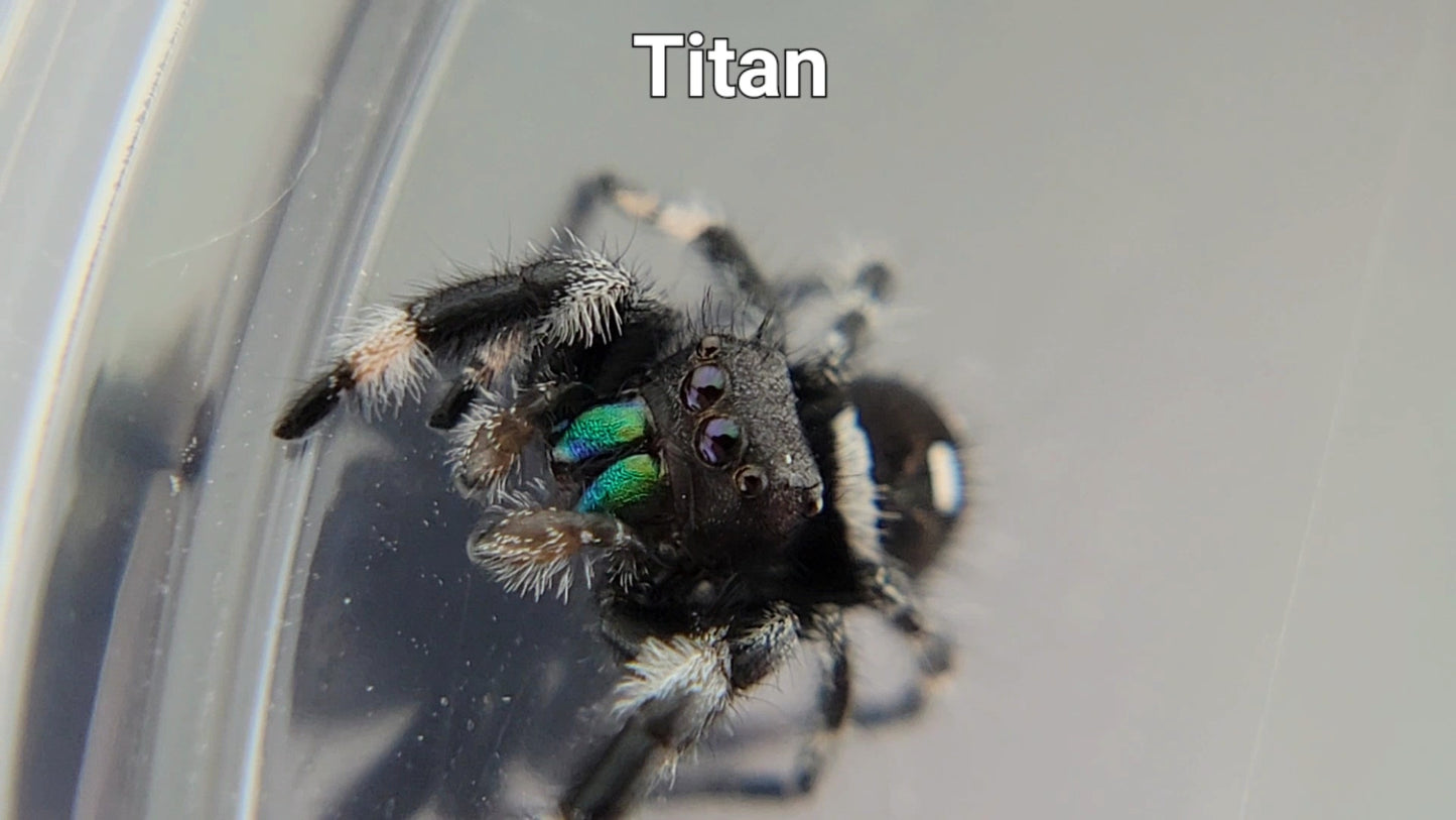 Titan - Male Regal (Shipping Invoiced Separately)