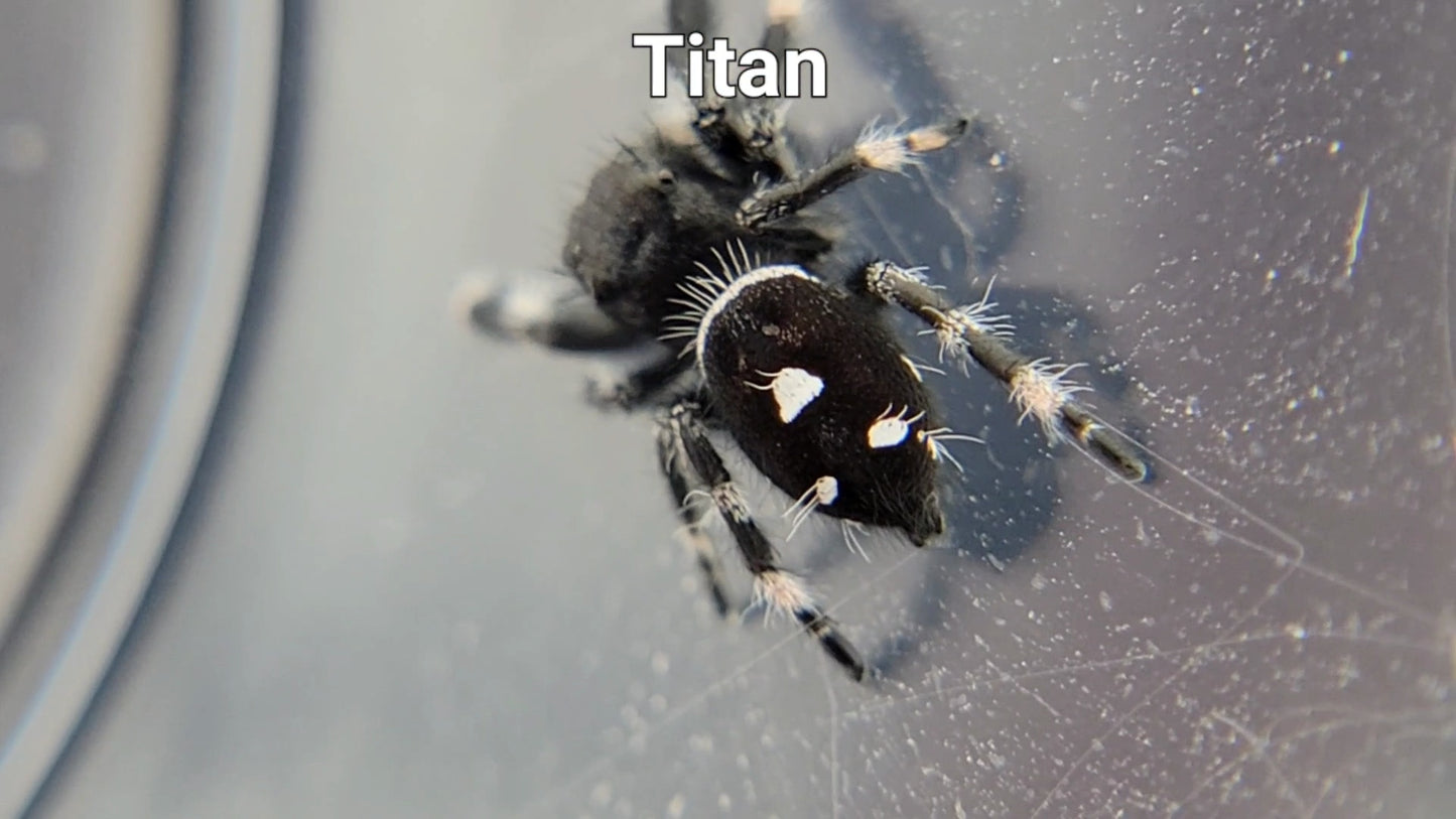 Titan - Male Regal (Shipping Invoiced Separately)