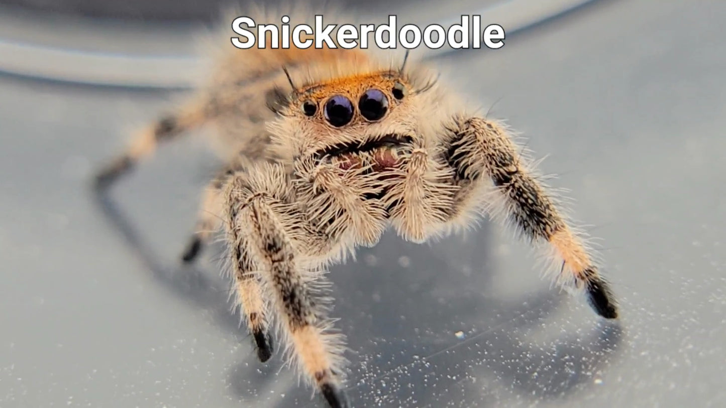 Snickerdoodle - Female Regal (Shipping Invoiced Separately)