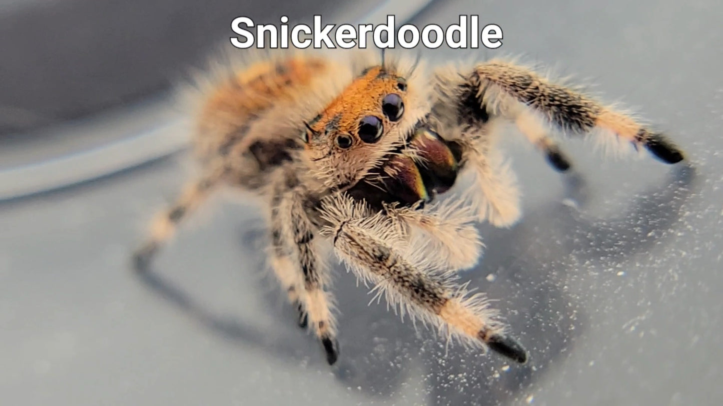 Snickerdoodle - Female Regal (Shipping Invoiced Separately)