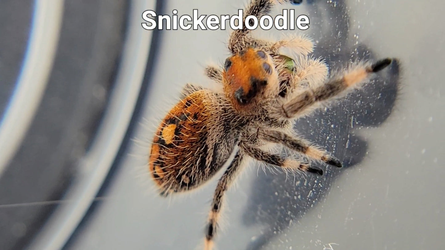 Snickerdoodle - Female Regal (Shipping Invoiced Separately)