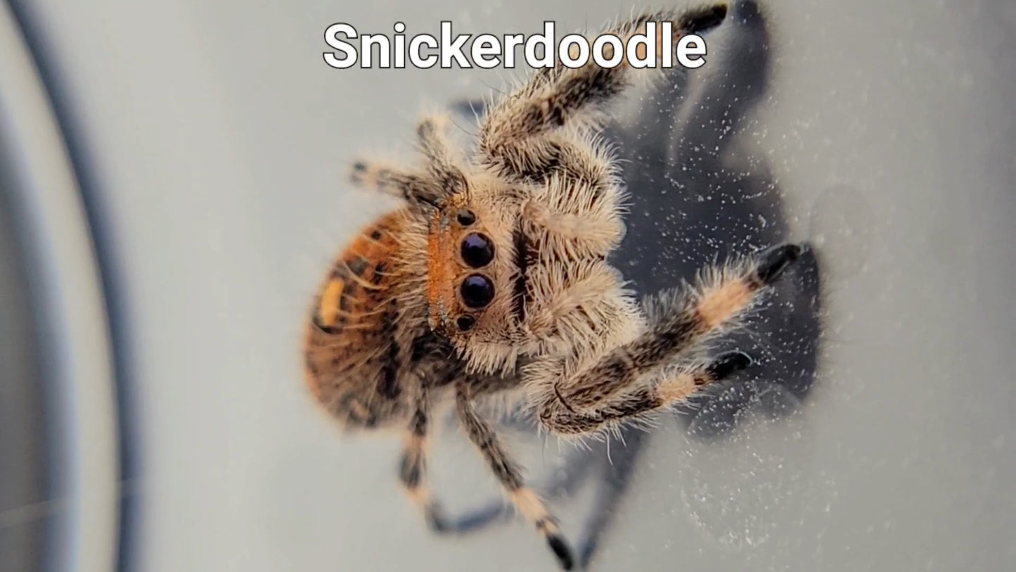 Snickerdoodle - Female Regal (Shipping Invoiced Separately)