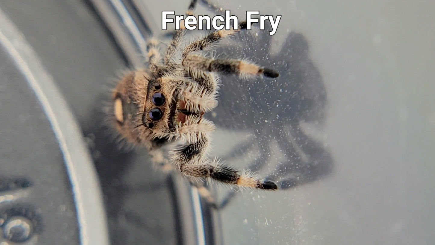 French Fry - Female Regal (Shipping Invoiced Separately)