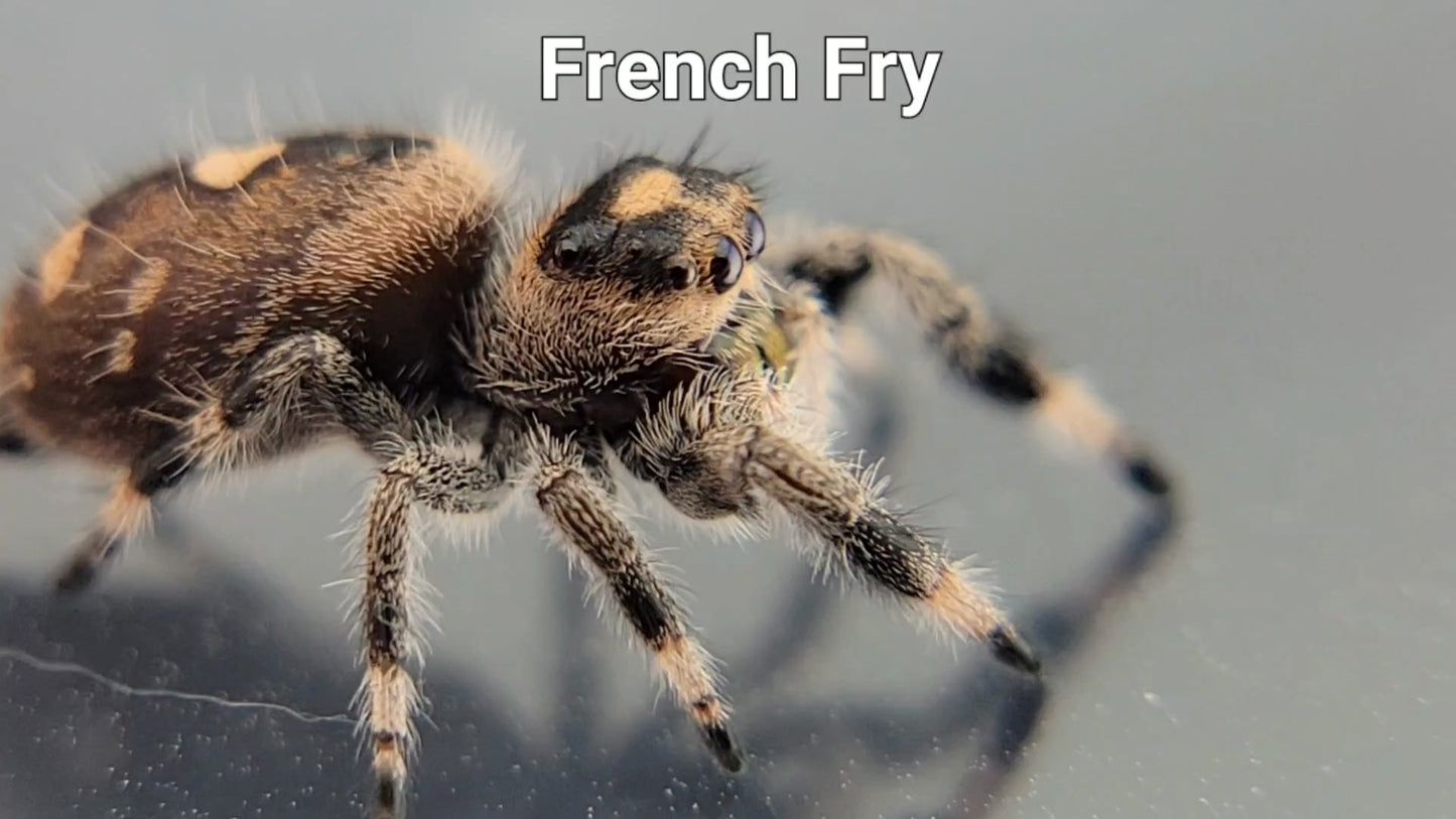 French Fry - Female Regal (Shipping Invoiced Separately)