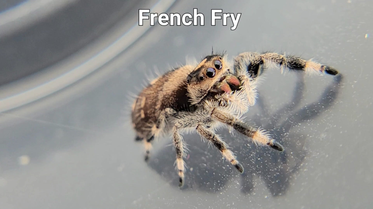 French Fry - Female Regal (Shipping Invoiced Separately)