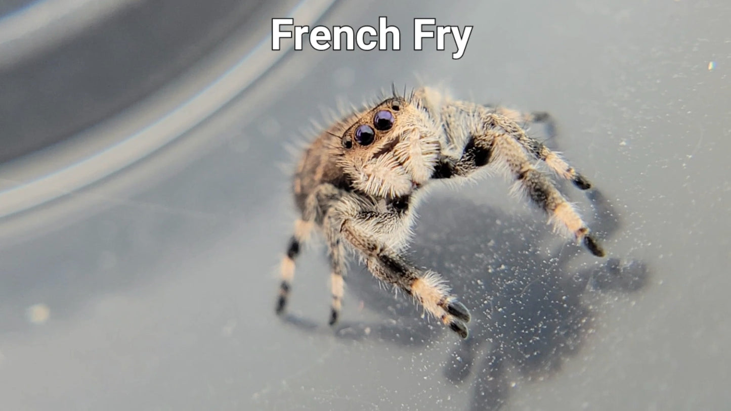 French Fry - Female Regal (Shipping Invoiced Separately)