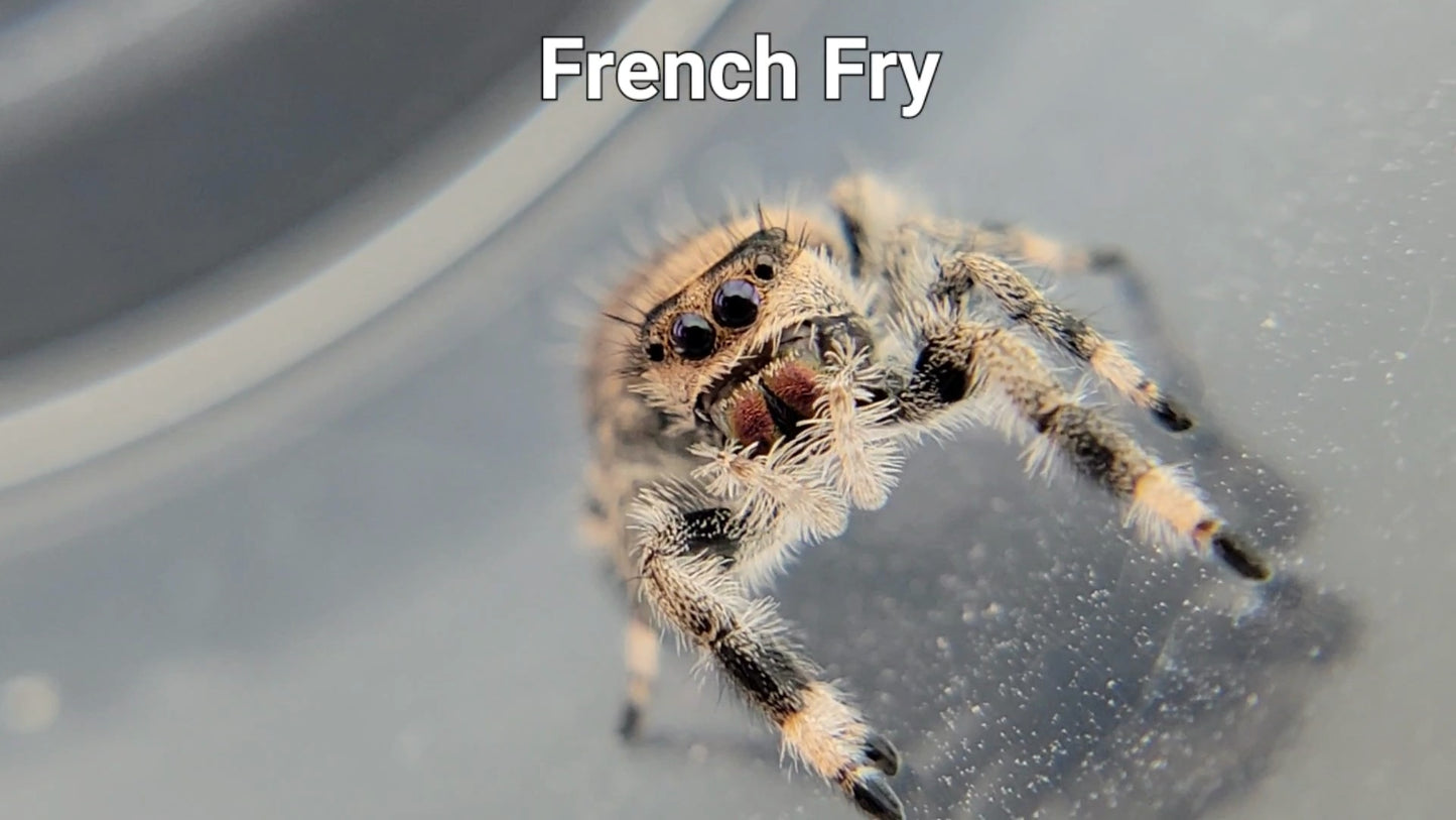 French Fry - Female Regal (Shipping Invoiced Separately)