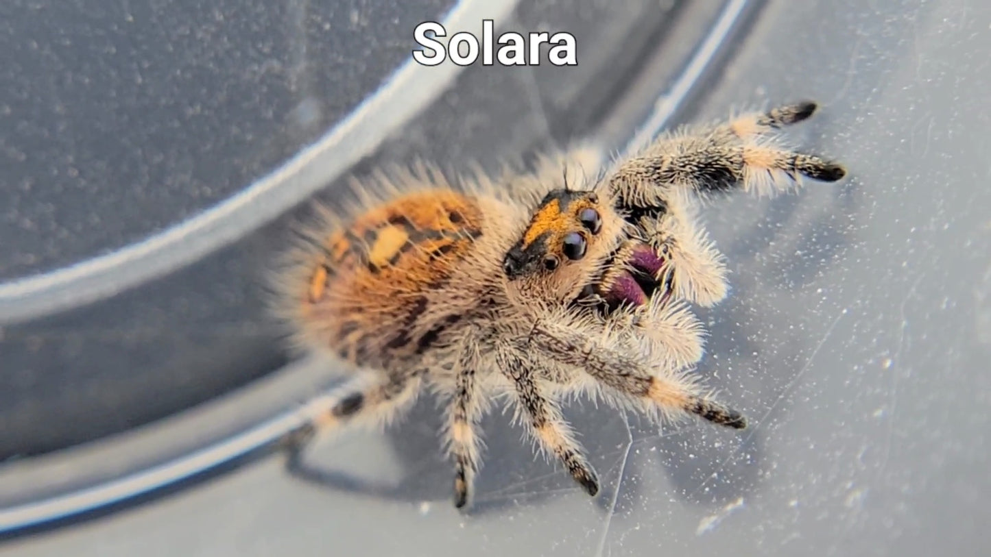 Solara - Female Regal (Shipping Invoiced Separately)