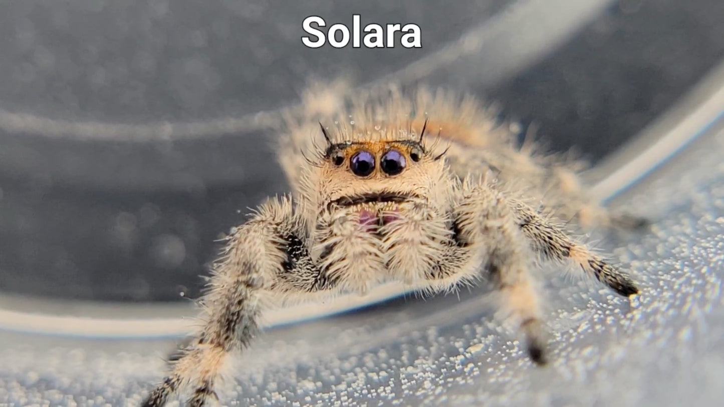 Solara - Female Regal (Shipping Invoiced Separately)