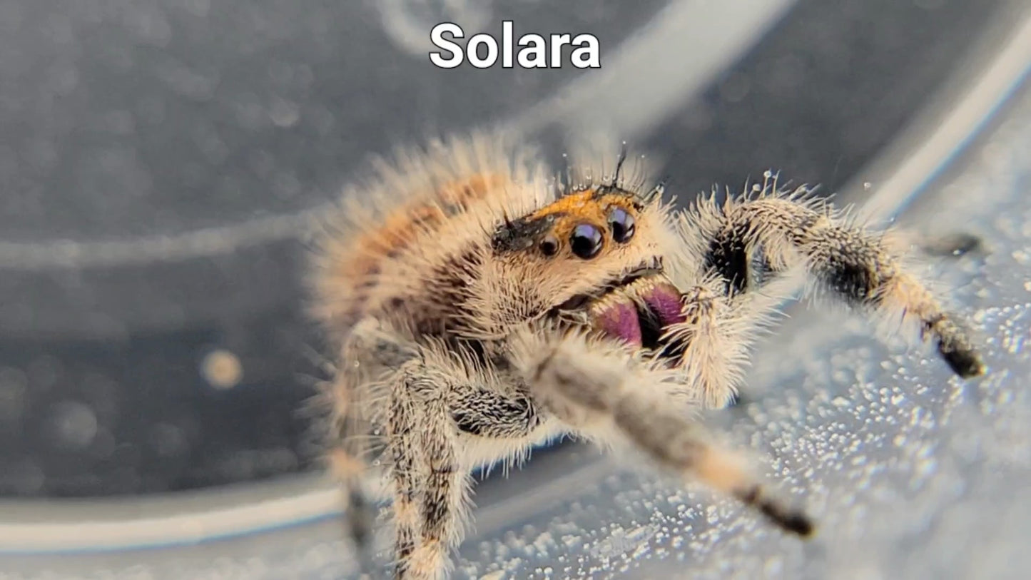 Solara - Female Regal (Shipping Invoiced Separately)