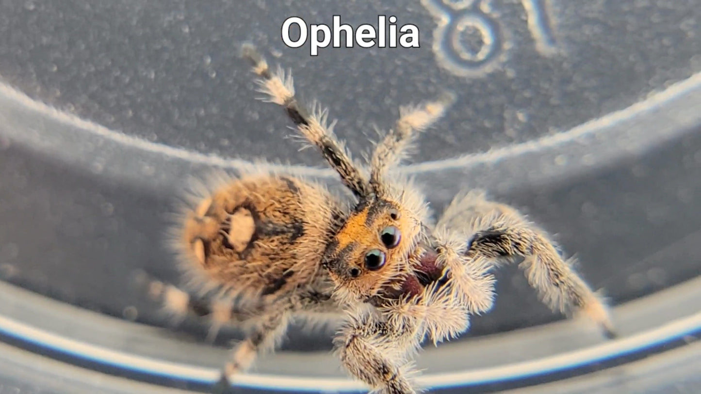 Ophelia - Female Regal (Shipping Invoiced Separately)