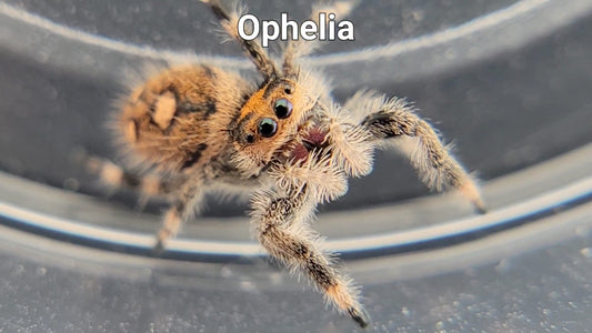 Ophelia - Female Regal (Shipping Invoiced Separately)