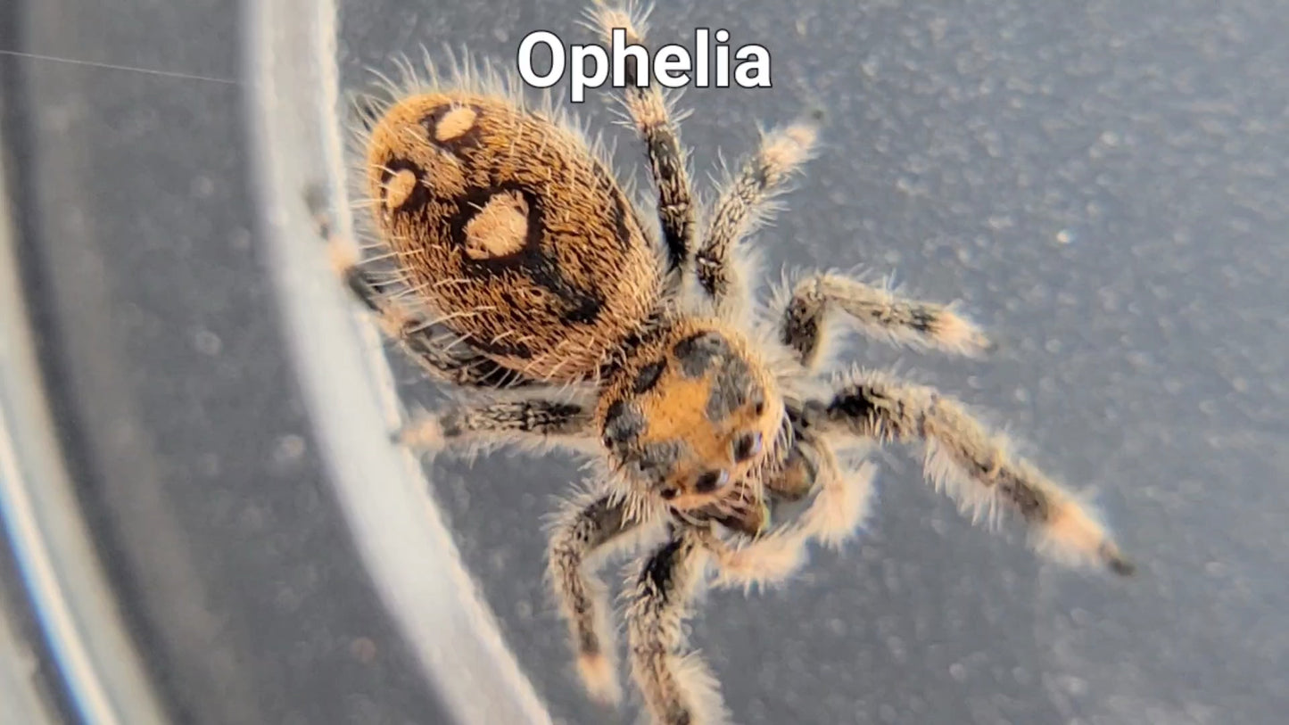 Ophelia - Female Regal (Shipping Invoiced Separately)