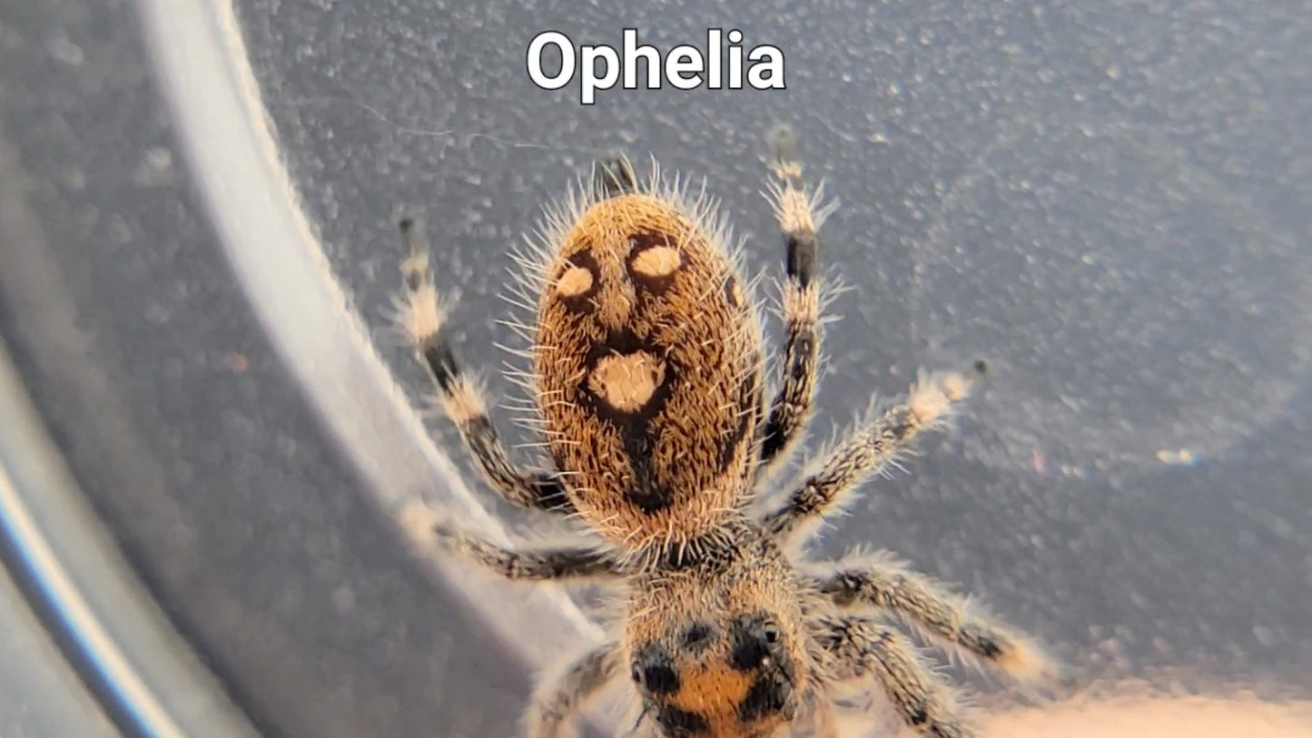 Ophelia - Female Regal (Shipping Invoiced Separately)