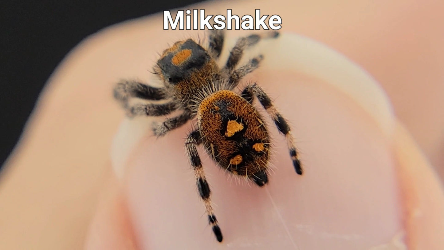 Milkshake - Female Regal (Shipping Invoiced Separately)